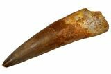 Real Fossil Spinosaurus Tooth - Large Dinosaur Tooth #328060-1